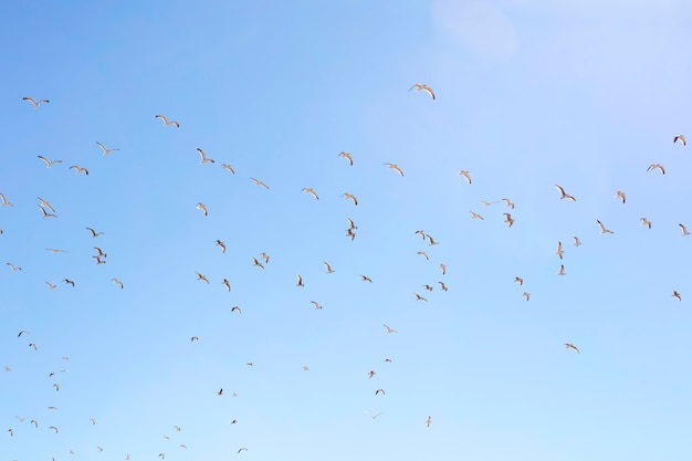 Gaviotas volando en un cielo despejado