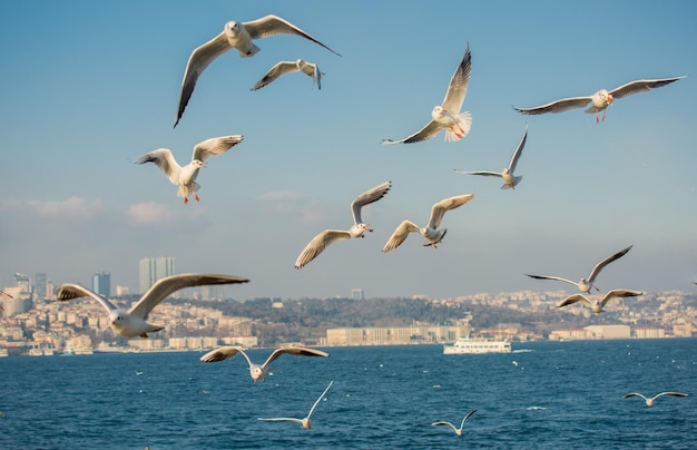 Gaviotas volando en el cielo de Estambul de Turquía