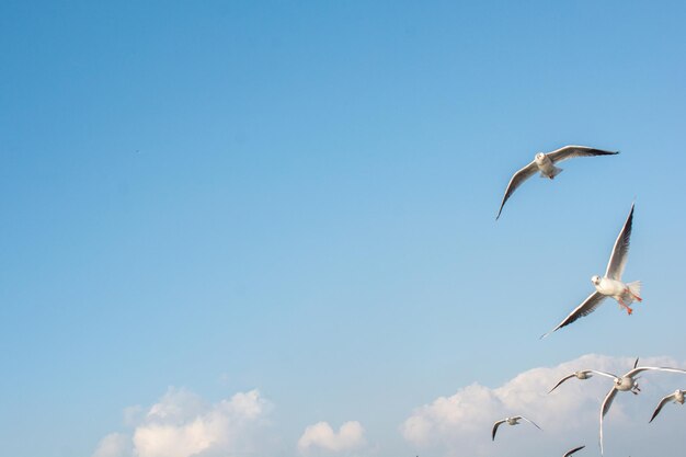 Gaviotas volando en el cielo de Estambul de Turquía