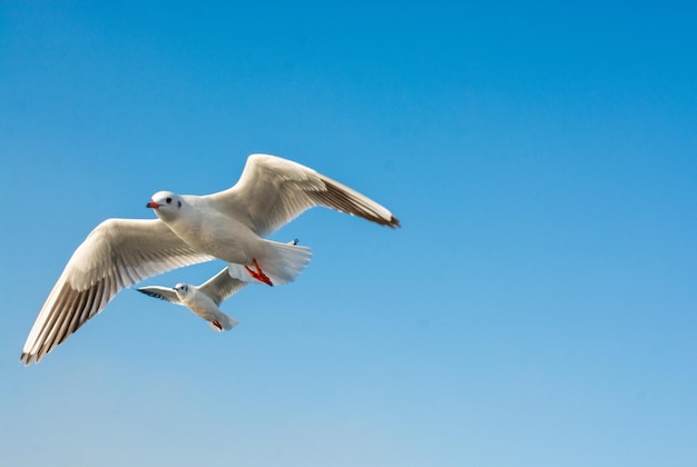 Gaviotas volando en el cielo Las gaviotas vuelan en el cielo como fondo