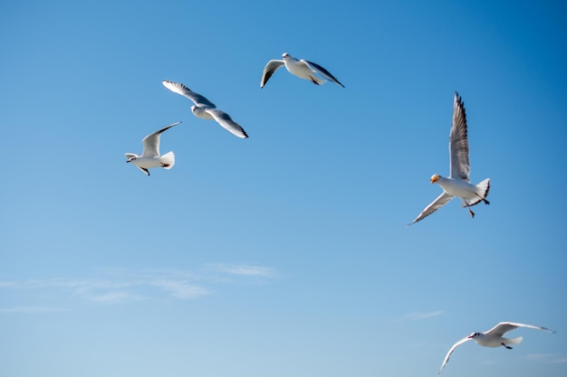 Gaviotas volando en el cielo sobre las aguas del mar