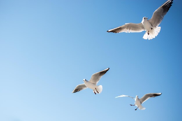 Gaviotas volando en el cielo sobre las aguas del mar