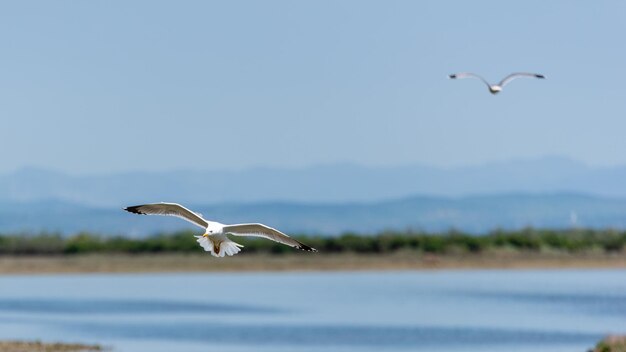 Foto las gaviotas volando en el cielo