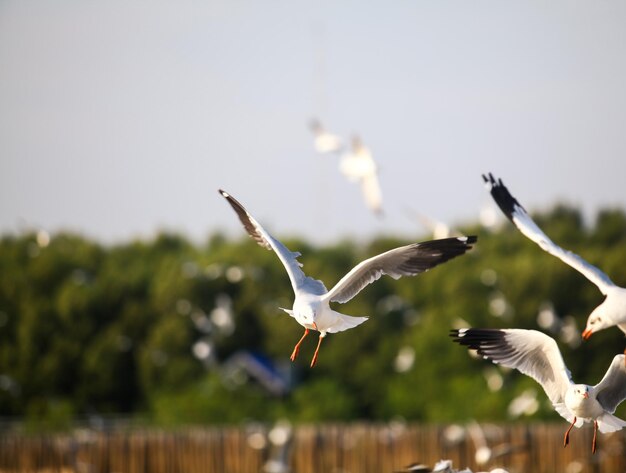 Foto las gaviotas volando en el cielo