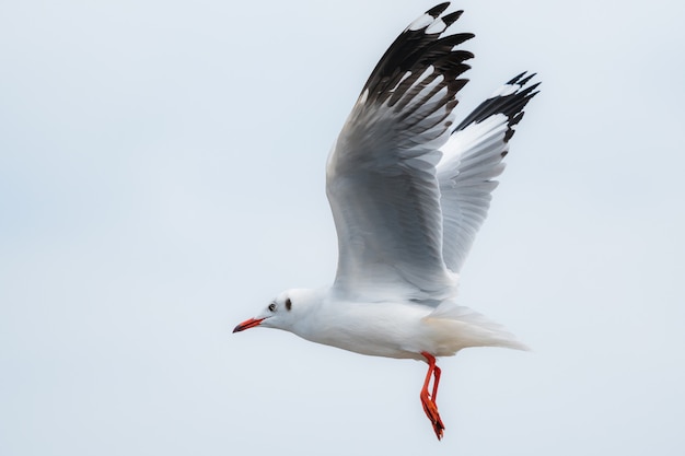 Gaviotas volando en el cielo