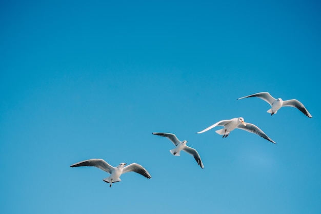 Gaviotas volando en el cielo