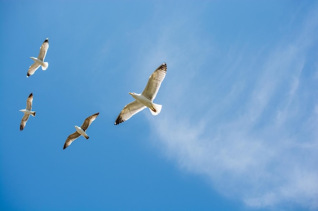 Las gaviotas volando en el cielo