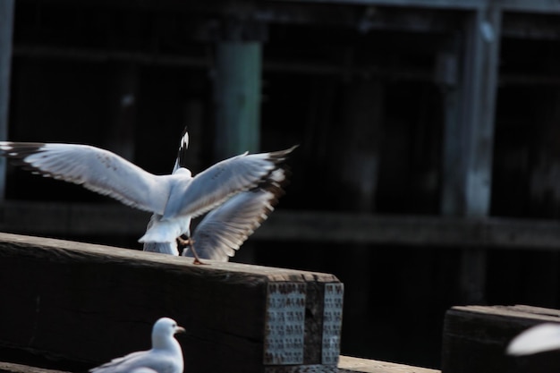 Las gaviotas volando en fila