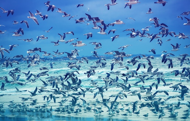 Las gaviotas volando en la playa Océano Atlántico por la noche