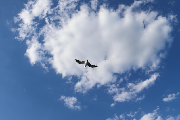 Gaviotas volando sobre cielo azul y nubes Concepto de libertad