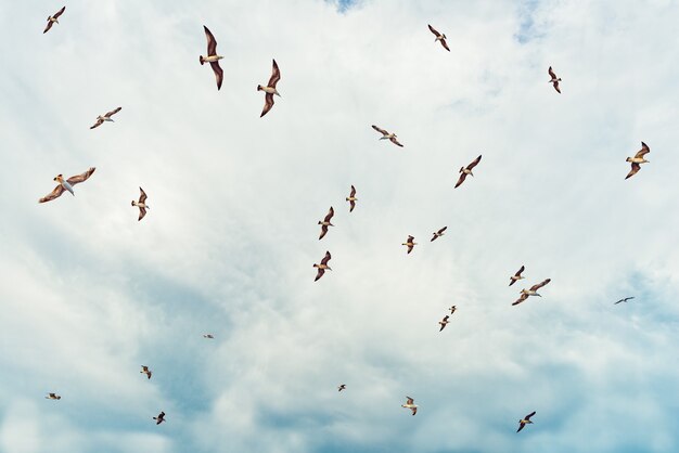 Gaviotas volando sobre un espectacular cielo azul. Gaviotas en las nubes del cielo azul.