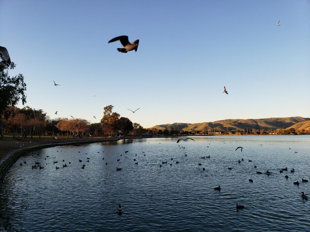 Foto las gaviotas volando sobre el lago contra el cielo