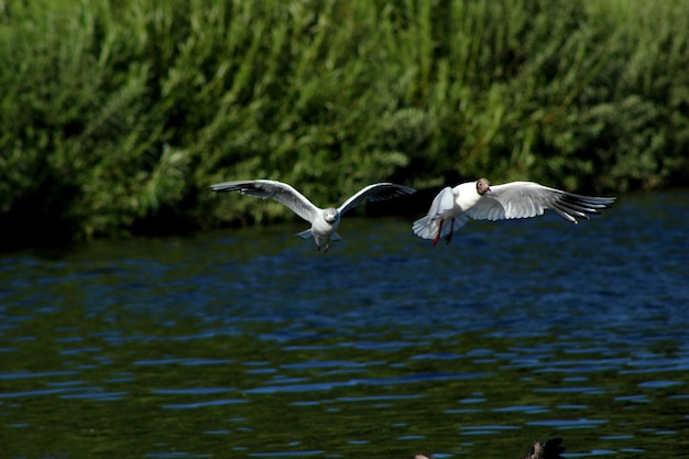 Foto las gaviotas volando sobre el lago contra las plantas