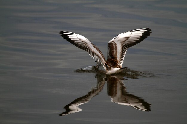 Foto las gaviotas volando sobre el lago