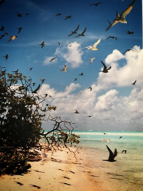 Foto las gaviotas volando sobre el mar contra el cielo