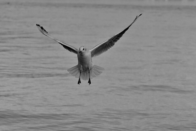 Las gaviotas volando sobre el mar