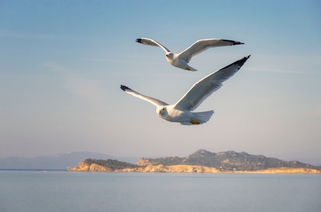 Gaviotas volando sobre el mar