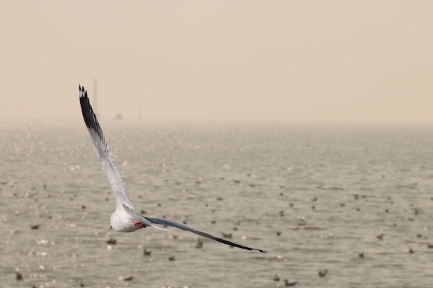 Gaviotas volando sobre el mar