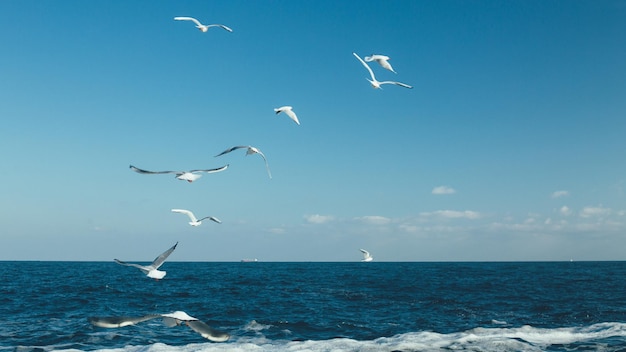 Gaviotas volando sobre el mar