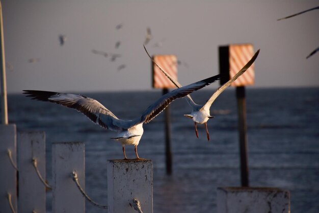 Foto las gaviotas volando sobre un poste de madera