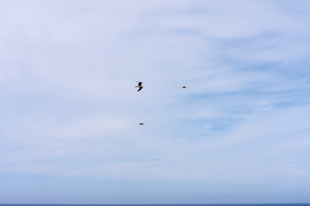 Gaviotas volando