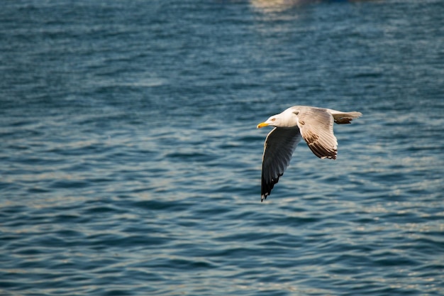 Las gaviotas vuelan en el cielo