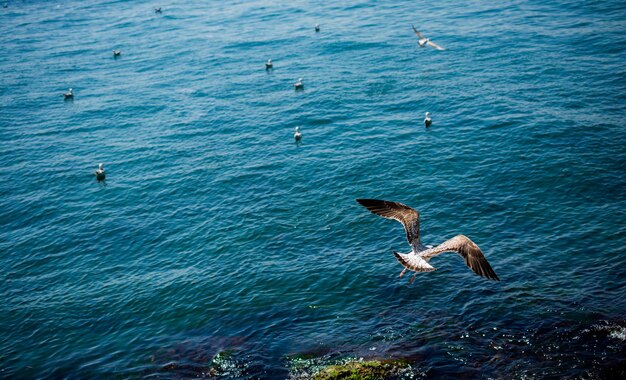 Las gaviotas vuelan en el cielo