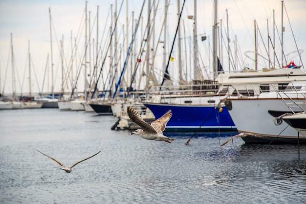 Las gaviotas vuelan y comen en el muelle de Estambul.