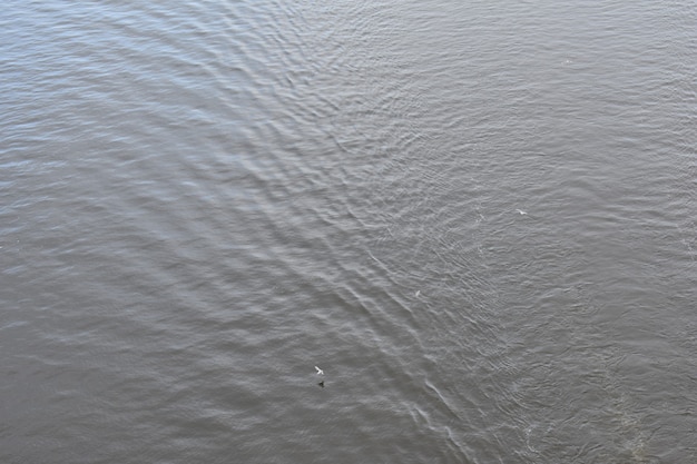 Las gaviotas vuelan sobre el agua