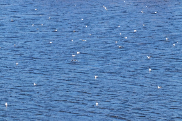 Las gaviotas vuelan sobre la superficie del agua, las gaviotas flotan en el río.