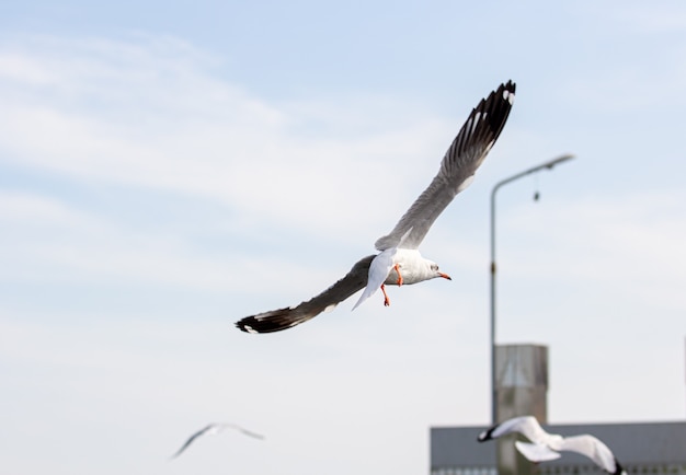 Las gaviotas vuelan