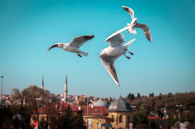 Gaviotas en vuelo de formación