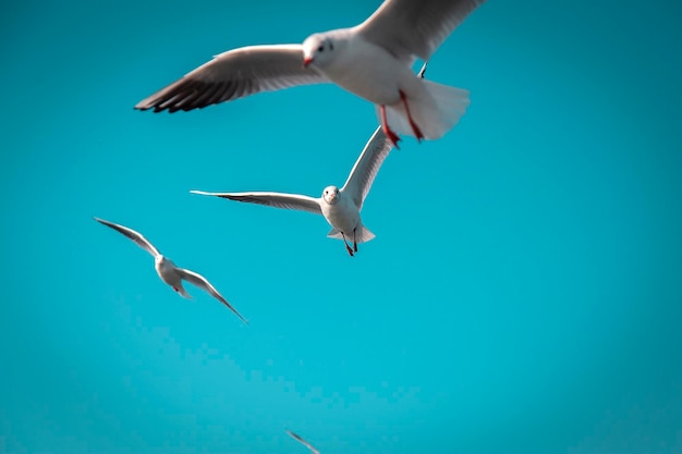 Gaviotas en vuelo de formación