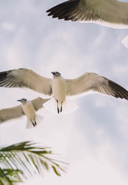 Gaviotas en vuelo en una playa caribeña tropical