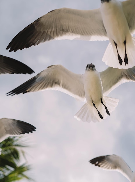 Gaviotas en vuelo en una playa caribeña tropical