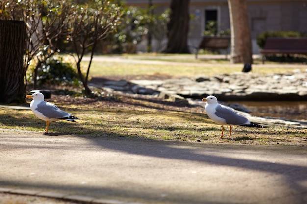 Gaviotas