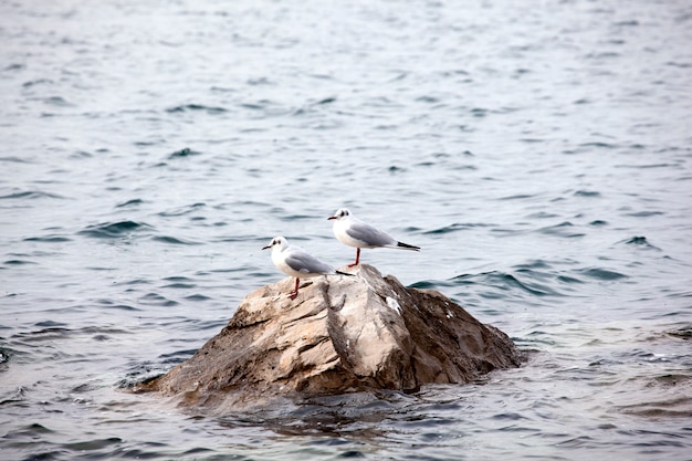 Gaviotas