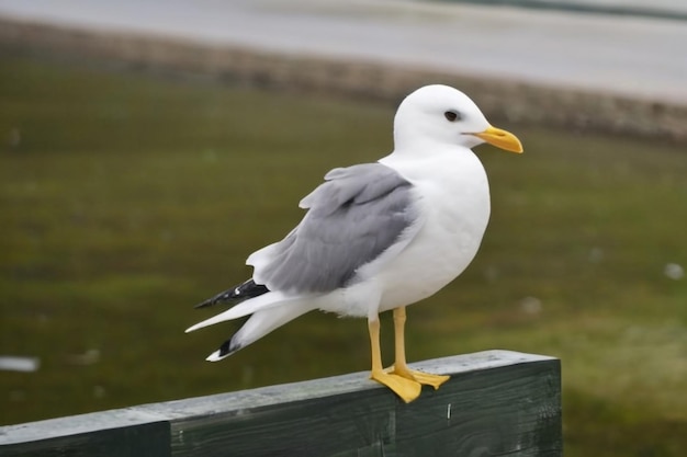 Las gaviotas