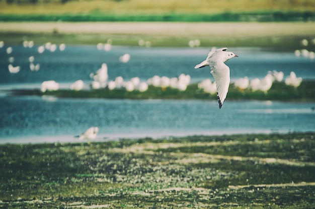 Gaviotas