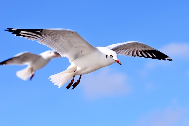 Gaviotas