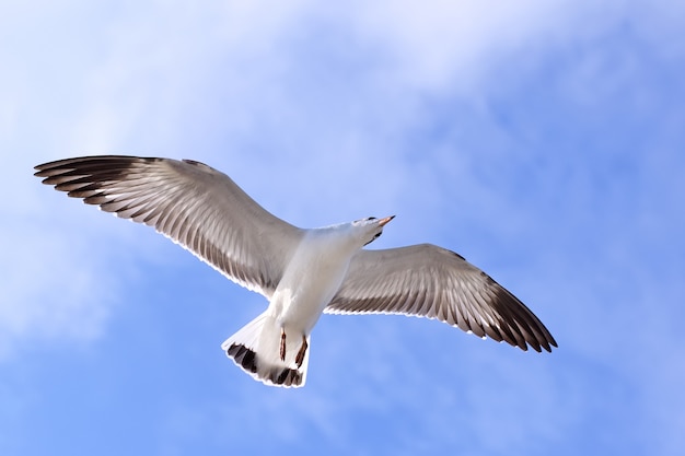 Gaviotas