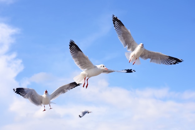 Gaviotas