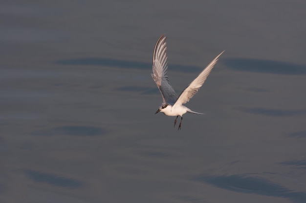 Gaviotín Whishkered volando sobre el océano. Tern volando cerca de manglares en Tailandia.