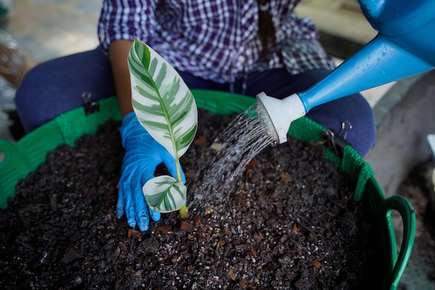 Gaysorn está plantando pequeños retoños de plátanos de Florida que se plantan en macetas de plástico como plantas decorativas para la decoración del hogar, concepto agrícola.