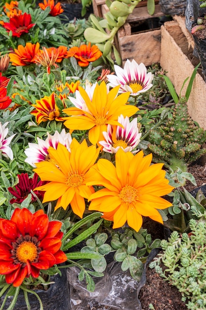 Gazania Blumen von gelb orange rot weiß neben Sukkulenten Gazania rigens