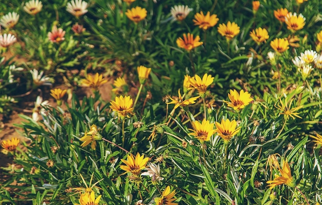 Gazania florece en un macizo de flores. Enfoque selectivo.