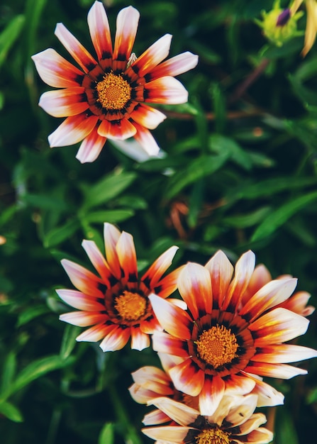 Gazania florece en un macizo de flores