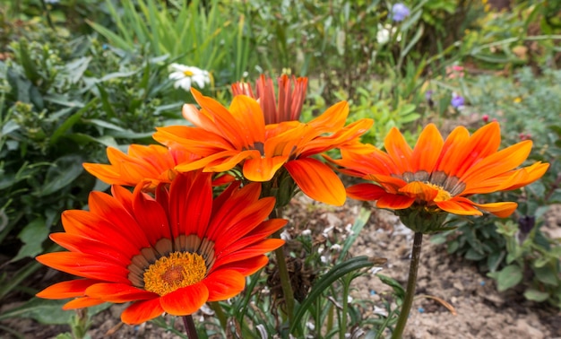 Gazanias naranja floreciendo en un jardín inglés