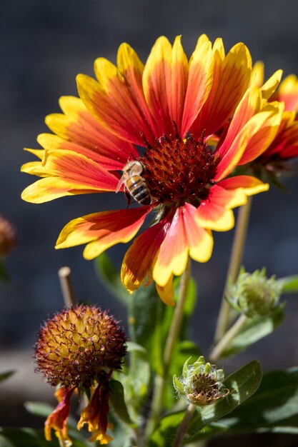 Gazanias vermelhas e amarelas florescendo em um jardim inglês