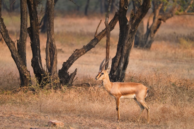 Gazela bennetti indiana ou chinkara no parque nacional de Rathnambore, Rajasthan, Índia